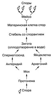 Оплодотворение образование гамет развитие спорангиев