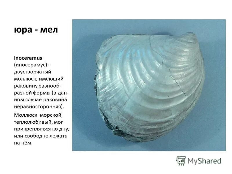 мезозойская эра триас юра мел. юра мел. триас мел и юра эра. периоды жизни динозавров. энциклопедия с развивающими заданиями.