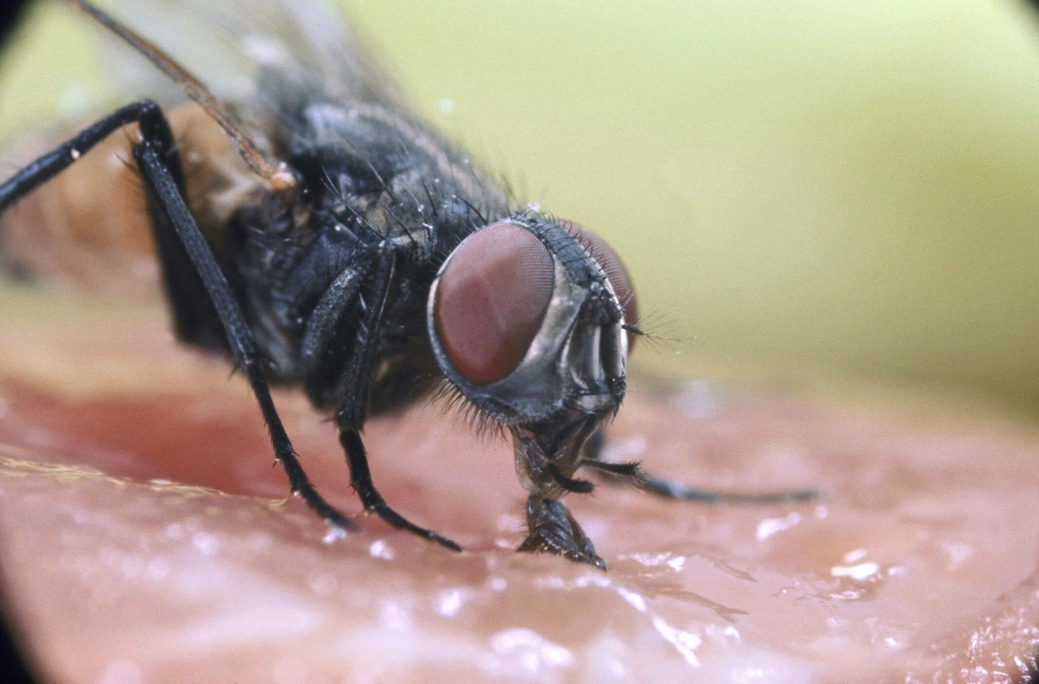 умирают ли мухи