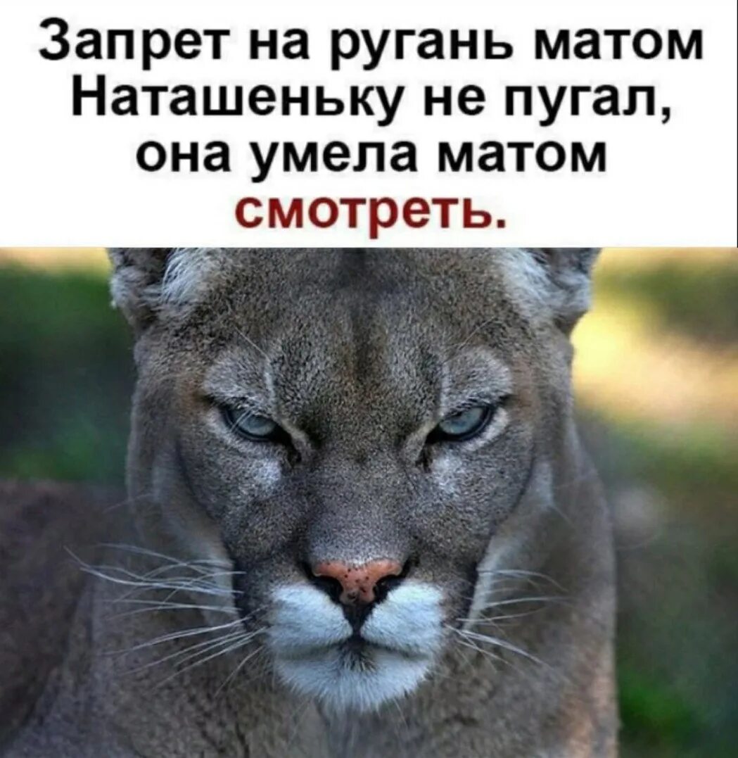 Картинки умеешь. Запрет на ругань матом Наташеньку. Запрет на ругань матом Наташеньку не пугал. Картинка хана тебе смешная. Картина матом.