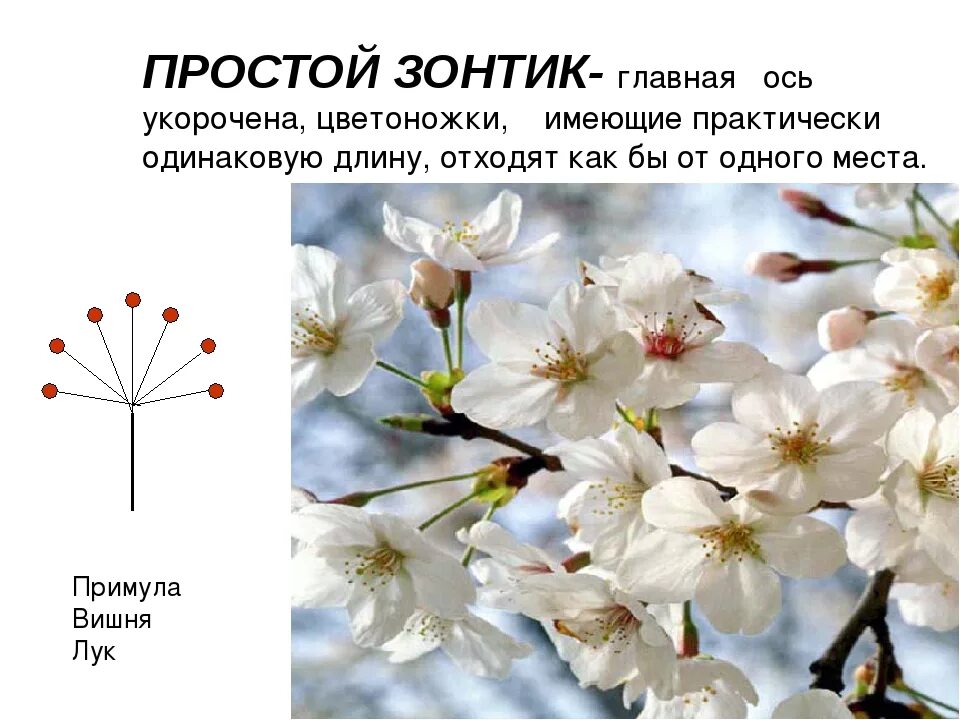 Вишня тип соцветия. Соцветие вишни. соцветие зонтик вишня. соцветие яблони.