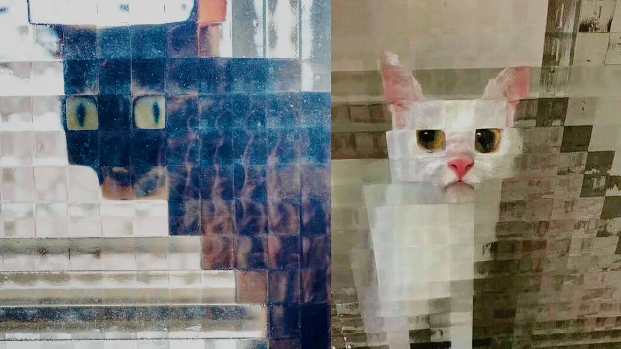 Кот квадратный какая. Кот за стеклом. Кот за квадратным стеклом. Кот Мем. Кот квадратиками.