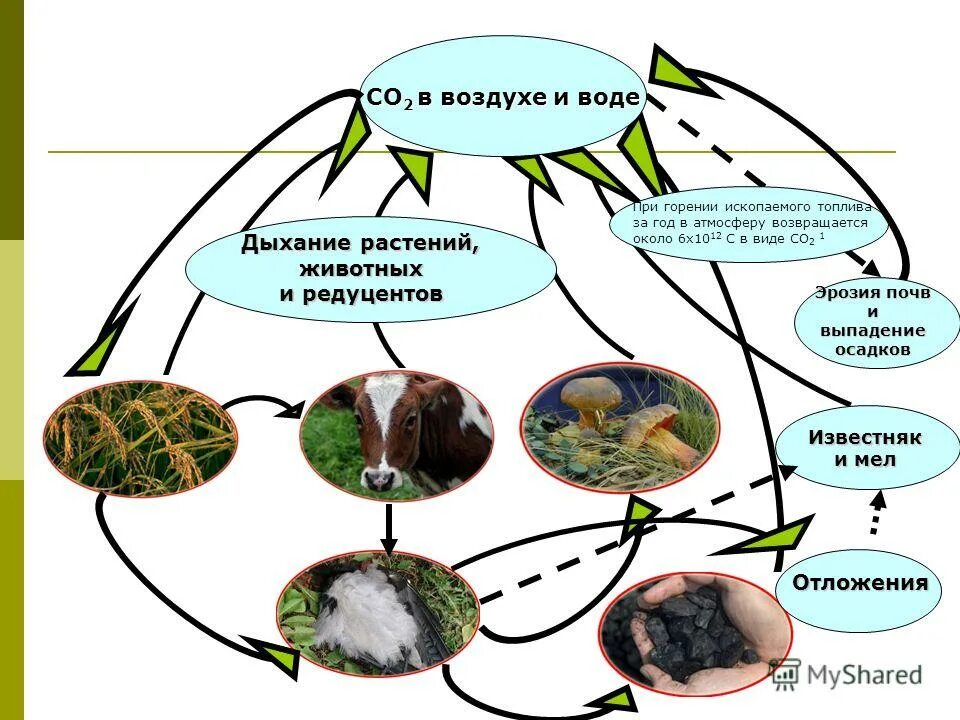 п. круговорот углерода (по ф. биогеохимический круговорот азота в природе. круговорот углерода. около 50 возвращается в атмосферу растениями.