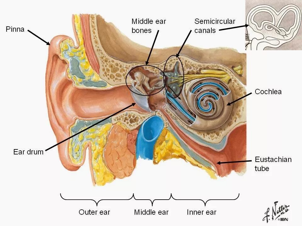 Hearing System. Hear system