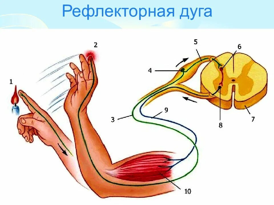 Схема рефлекторной дуги отдергивания руки. Рефлекс и рефлекторная дуга. Рефлекторная дуга схема рефлекс отдергивания. Начертите схему рефлекторной дуги отдергивания руки.