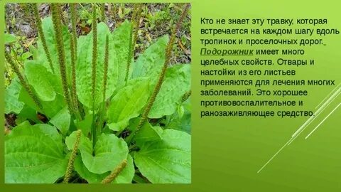 Книга зеленые страницы подорожник