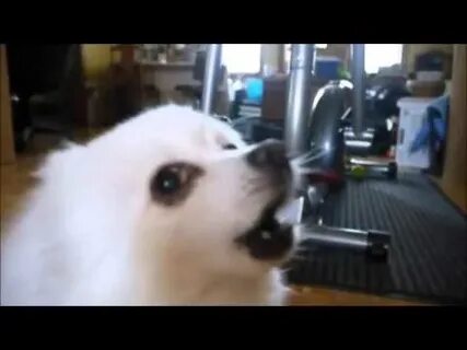 Собака лает видео