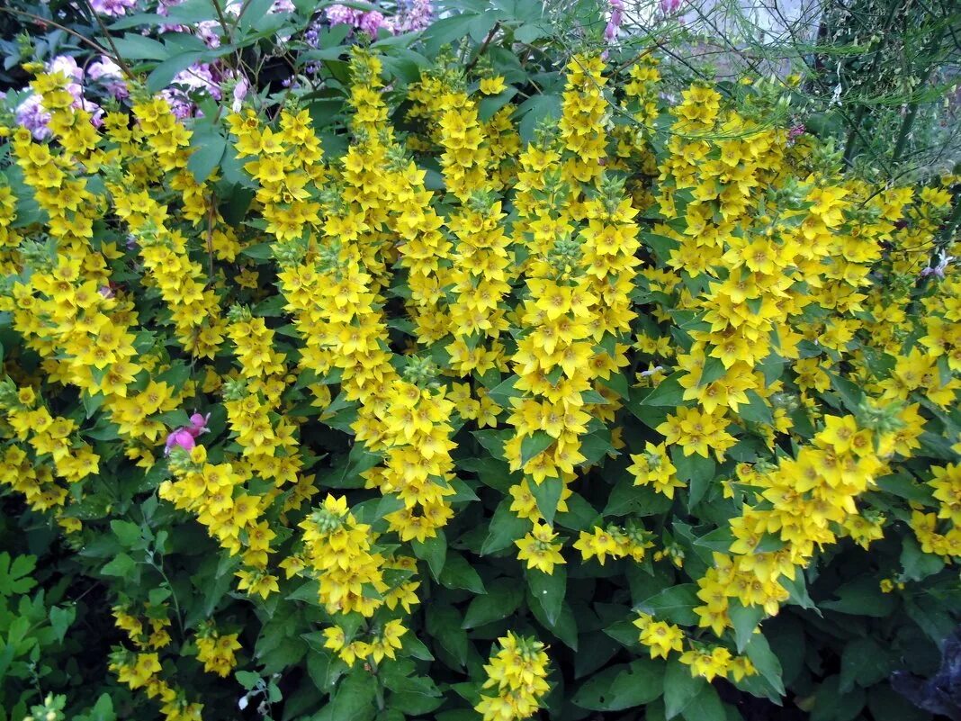 Вербейник Златовласка. Вербейник Goldilocks. Вербейник Lysimachia punctata. Вербейник точечный (Lysimachia punctata).