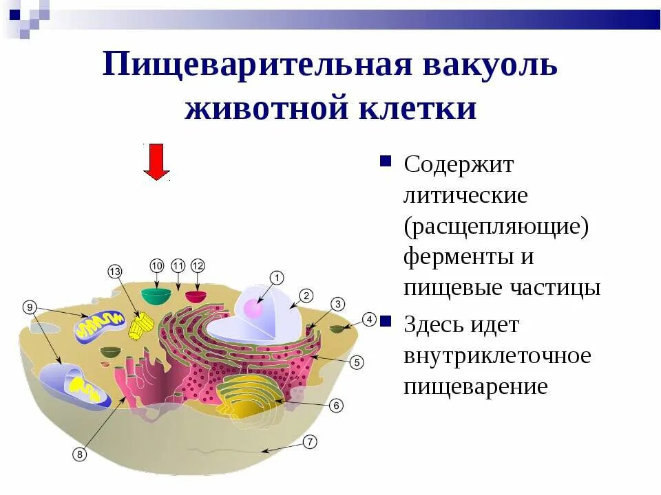 Гольджи ферменты. Вакуоль в животной клетке. Пищеварительная вакуоль. Органелла функция пищеварения. Внутриклеточное пищеварение происходит в каком органоиде.