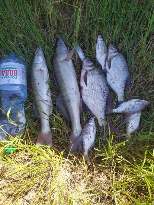 Рыбалка на рузе. Рыболовная база руза акатово. Рузское водохранилище рыбалка. Озеро воже рыбалка. Стефановский карьер рыбалка.
