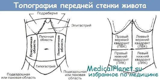 Надчревная область живота органы. Этажи брюшной полости таблица. Надчревная область живота органы. Зоны передней брюшной стенки схема. Верхний квадрант живота.