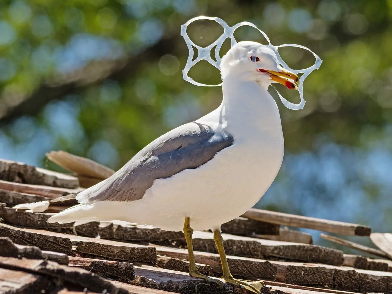 Plastic animals. Птицы и пластик. Морские птицы и пластик. Птица в пластике. Мусо́рные птицы.