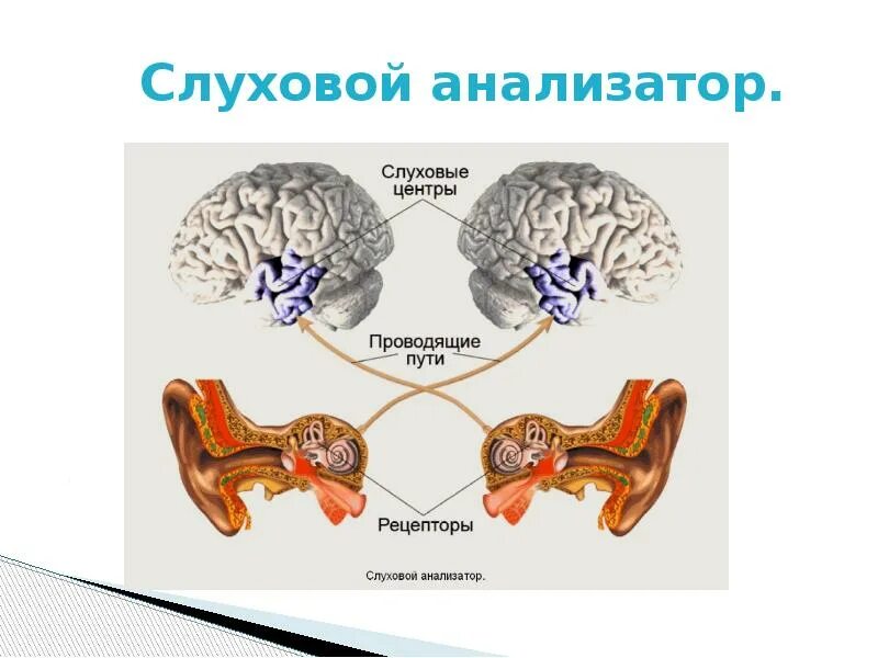 Строение внутреннего уха орган слуха. Органы чувств слуховой анализатор. Органы чувств слуховой анализатор. Чувствительный анализатор. Наружное ухо анатомия строение и функции.