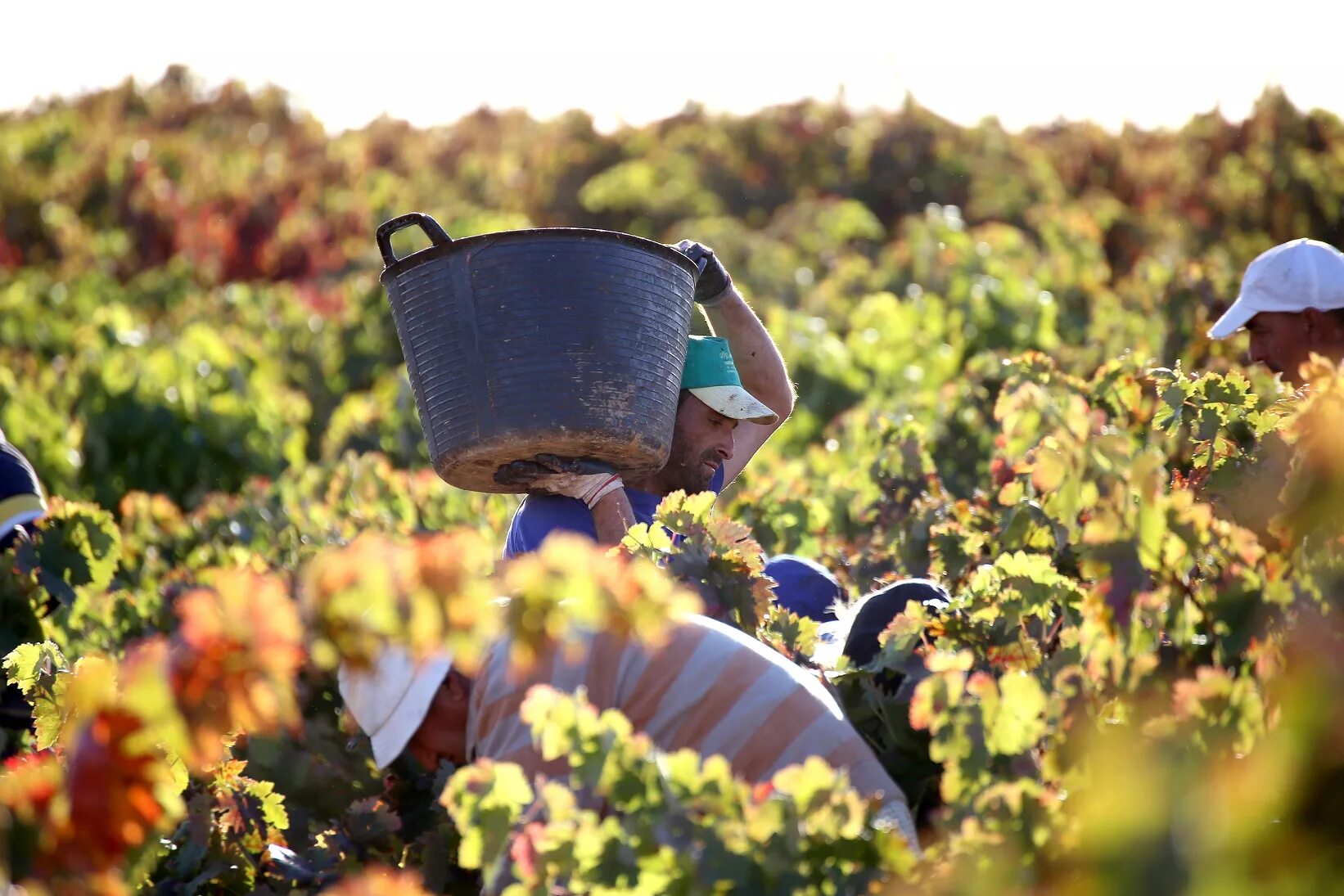 Ртвели кахетия. Монах винодел. Сбор винограда. Сельское хозяйство азербайджана виноградарство. Уборка винограда.