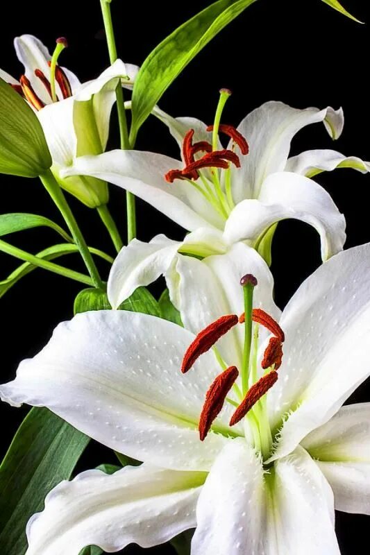 Lily picture