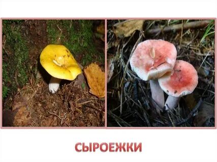 Сыроежка проверочное