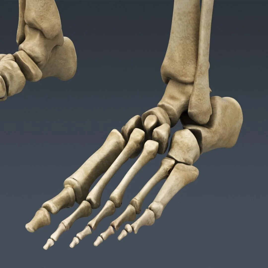 7 bone