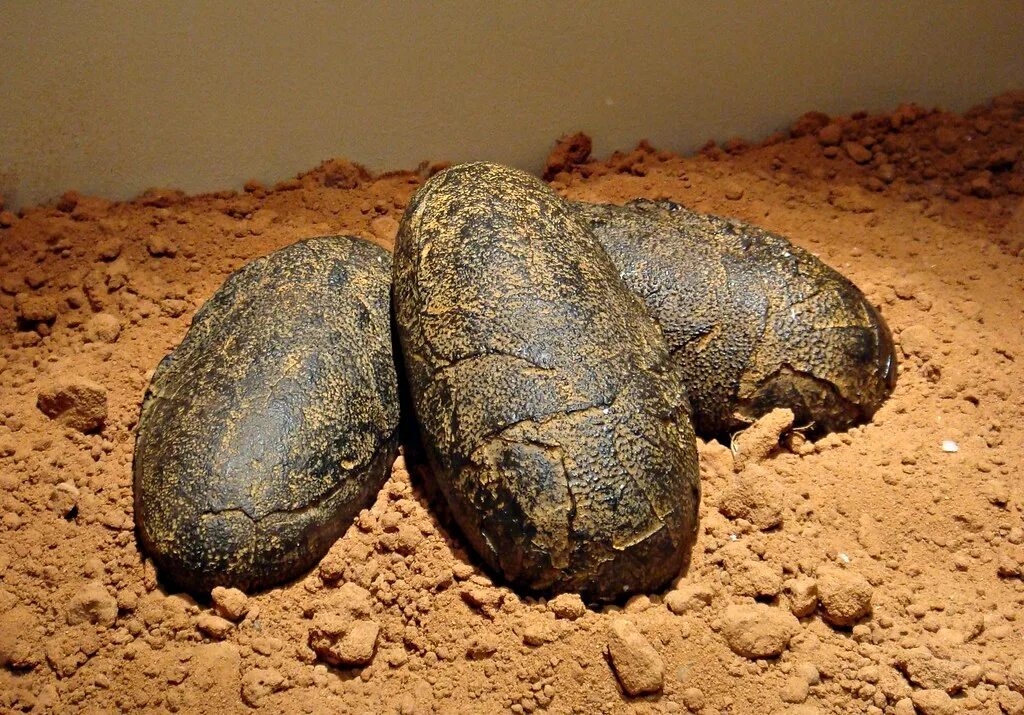Страусиное яйцо древний египет. The earliest eggs were. Яйцо динозавра окаменелость. Коллекционирование птичьих яиц. Самое большое яйцо динозавра.