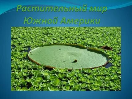 Мир южной америки