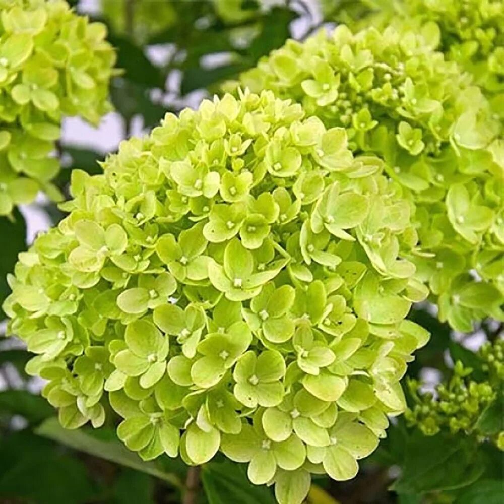 Hydrangea paniculata little. Hydrangea paniculata little