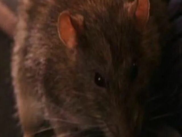 Рон уизли с крысой. Крыса рона уизли. Рон уизли с крысой. Как звали крысу рона. Как звали крысу рона.