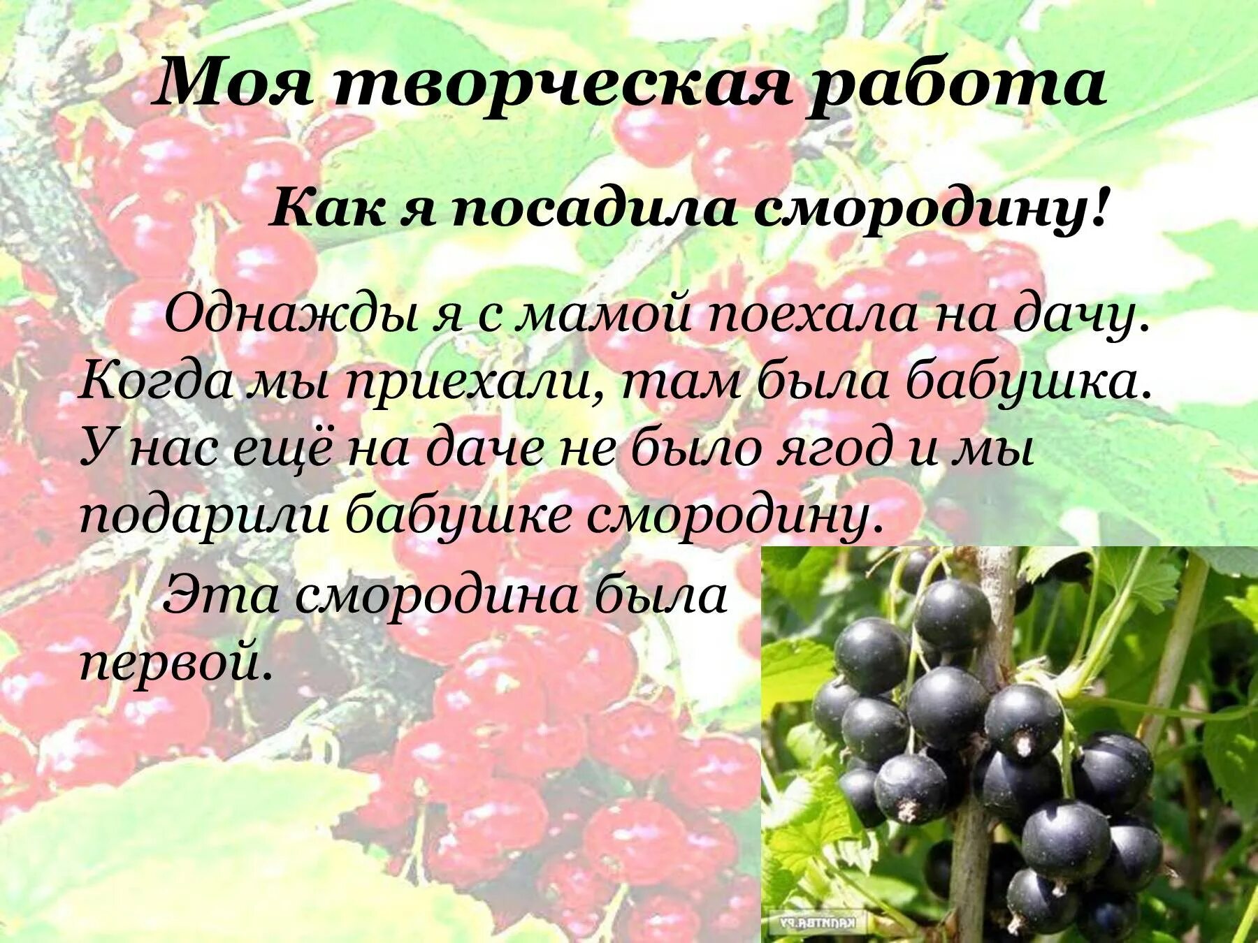 Презентация про смородину. Смородина кратко. Сообщение о смородине. Сообщение про смородину. Черная смородина слова текст