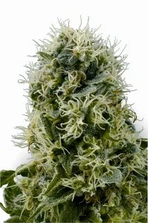 Pure plant