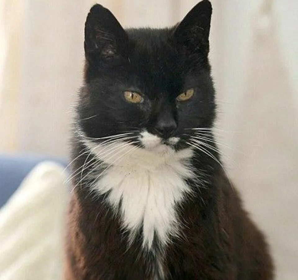 Кошка прожила