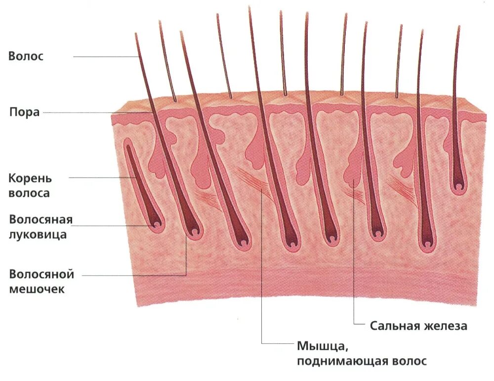 Слои корня волос. Строение волоса фолликул луковица. Волосяной фолликул и луковица. Строение луковицы волоса. Строение волоса и волосяного фолликула.