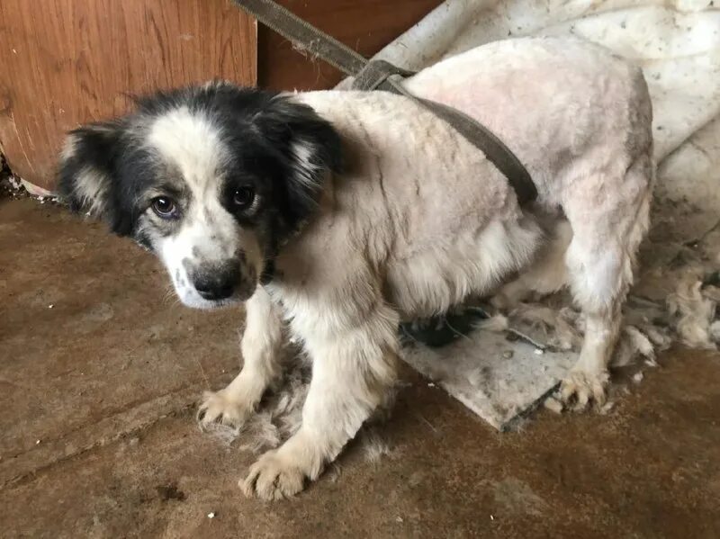 верные друзья. адрес приюта лохматая душа. приют лохматая душа чеховский район. адрес приюта лохматая душа. приют лохматая душа чеховский район.