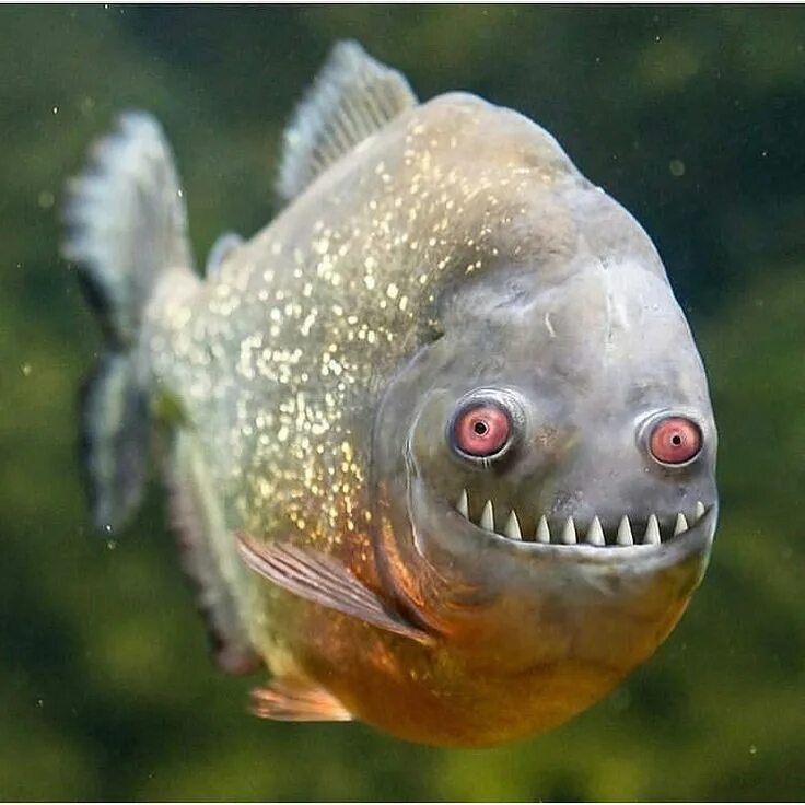 Piranha mangiano - Piranha eat - YouTube