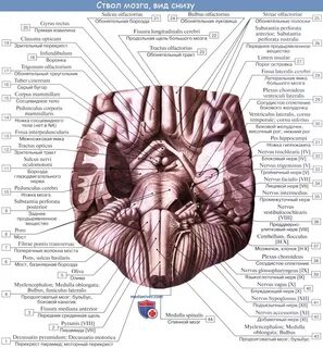 Борозда на латыни
