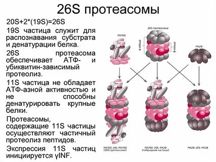 20 синтез