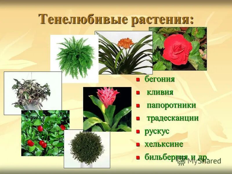 Тенелюбивые растения доклад. Приспособления тенелюбивых растений. Примеры светолюбивых тенелюбивых и теневыносливых растений. Тенелюбивые растения доклад. Светолюбивые и тенелюбивые.