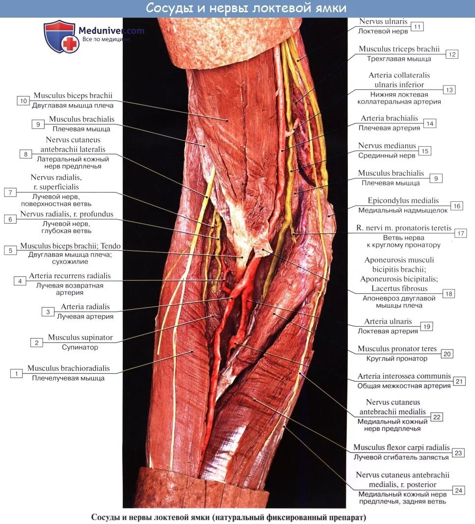 Срединный нерв в локтевой ямке. Локтевой нерв в средней трети предплечья. Локтевая ямка анатомия мышцы. Мышечно кожный нерв анатомия.