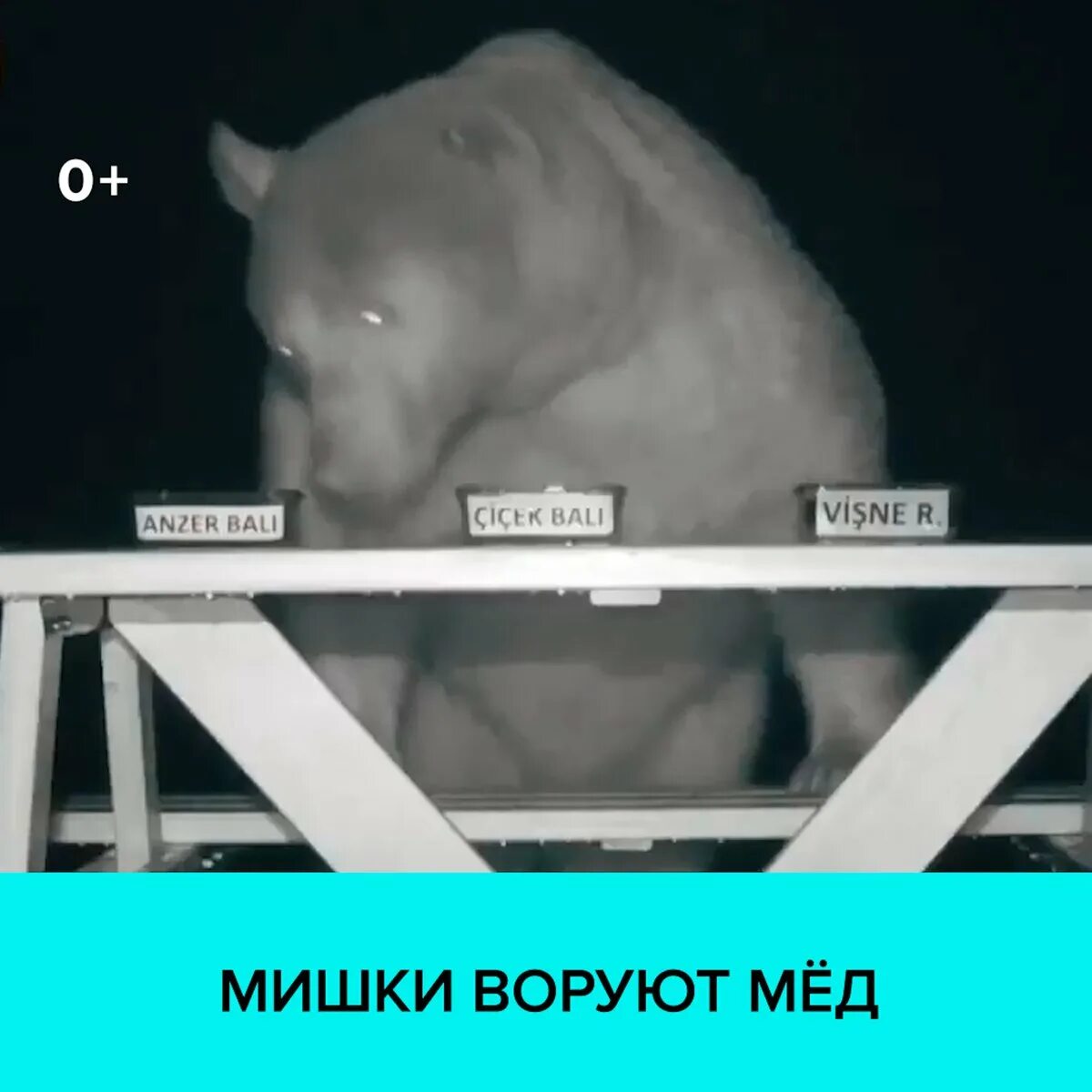 Медведь ворует мед. Медвежонок ворует мед. Медведи воруют мед на пасеке.