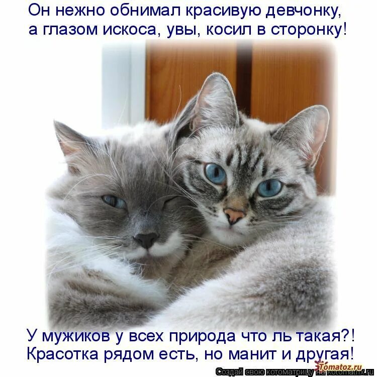 Кошечки надписи. Котики с прикольными надписями. Люблю котика. Любимые кошки. Она добрая и веселая