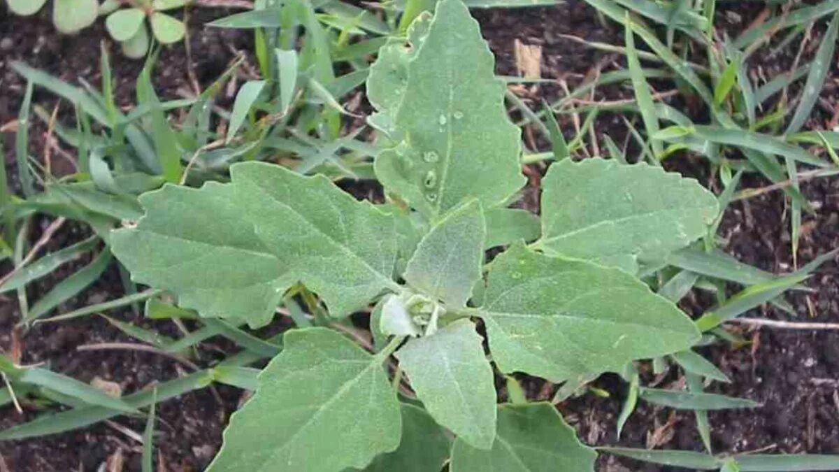 Сорные растения в пшеничном поле. Сорняки в посевах озимой пшеницы. Сорняк зерновых культур. Сорняки в посевах сои. Сорняки на поле.