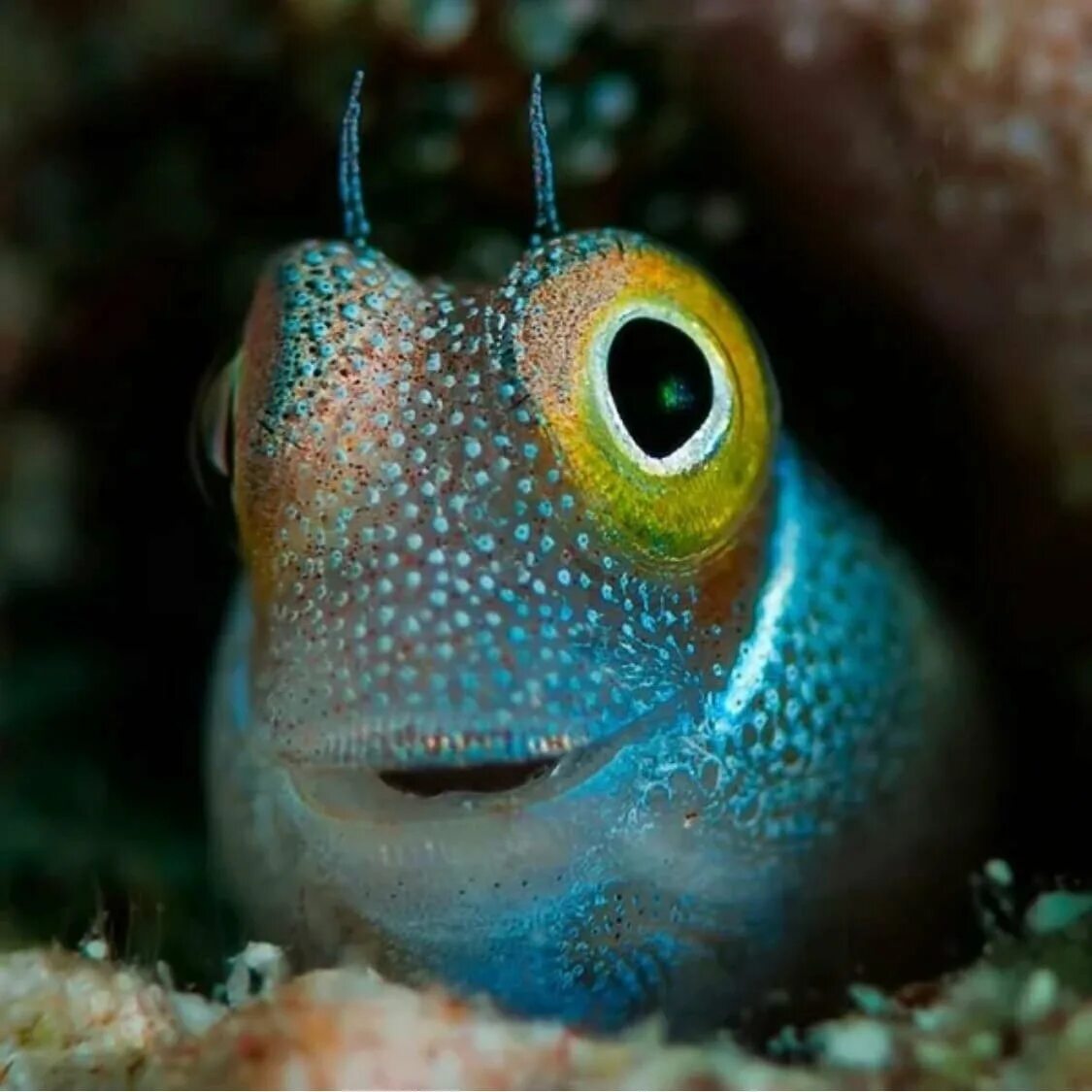 Fish may be