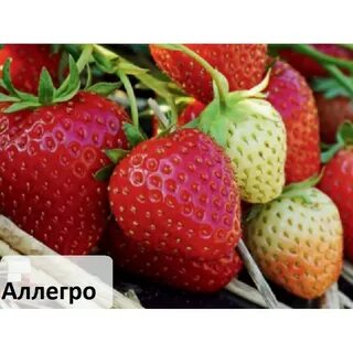 Аллегро клубника описание сорта фото отзывы садоводов