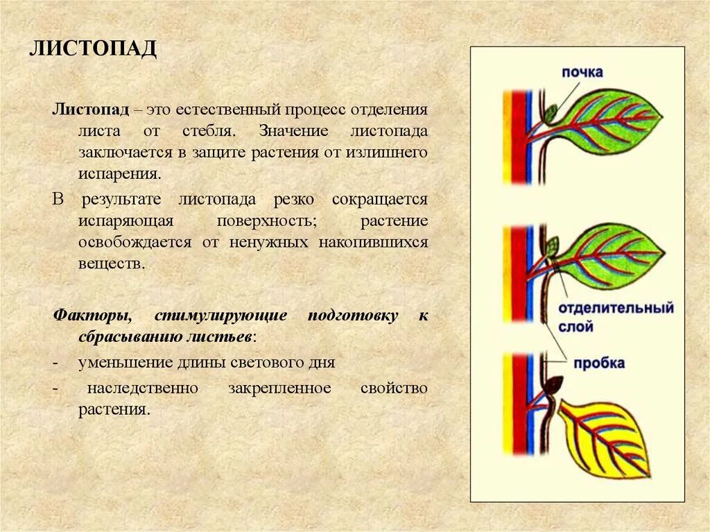 Выделение у растений 6 класс биология тест. Листопад (биология). Причины листопада биология. Процесс листопада. Схема процесса листопада.