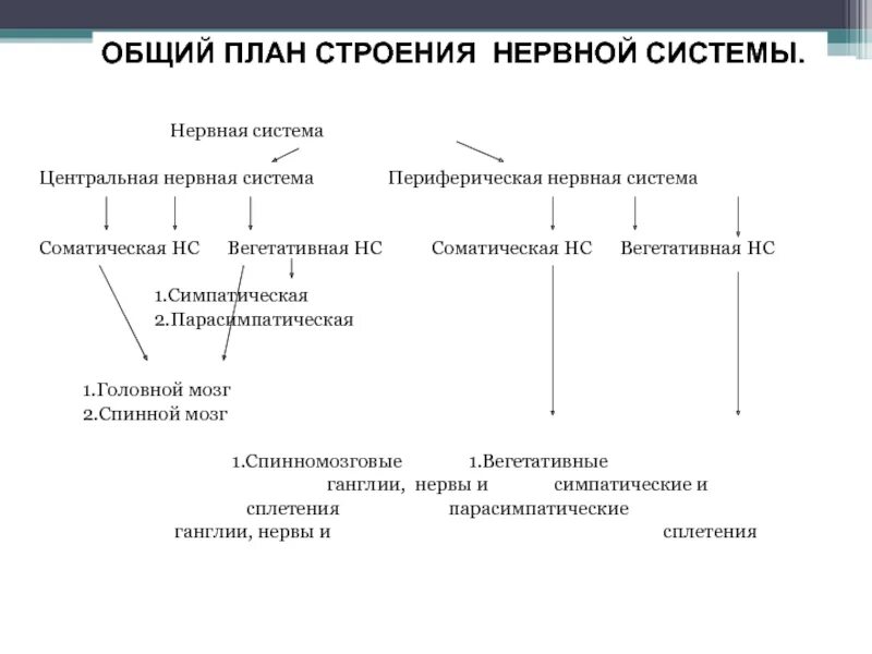 Нервный центр структура