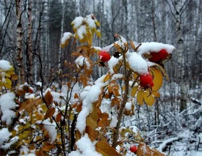 Поздняя осень месяц