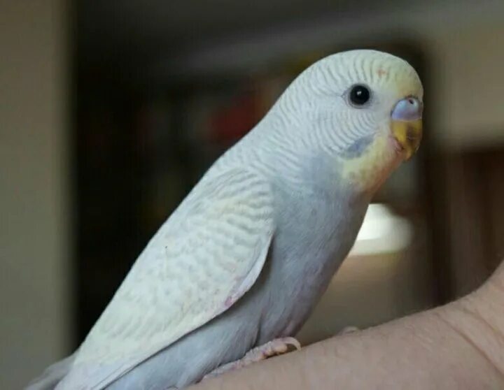 попугай волнистый пол года мальчик ульяновская область авито. белый волнистый попугай девочка. волнистик альбинос. белый волнистый попугай мальчик и девочка. белый волнистый попугай девочка.