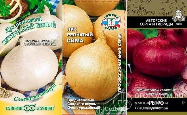 Лук сорт бамбергер отзывы. Лук севок бамбергер. лук шалот бамбергер. бамбергер лук севок характеристика. лук бамбергер семена.