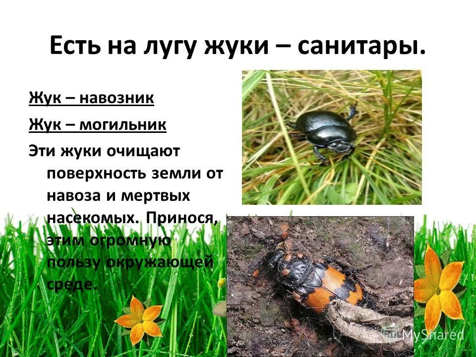 Жук навозник санитар луга. Жук могильщик санитар луга. жук-могильщик , жук навозник окруж. жуки санитары навозник. санитар луга жук навозник.