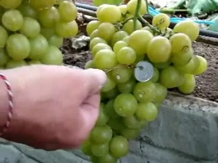 Виноград сорт голд