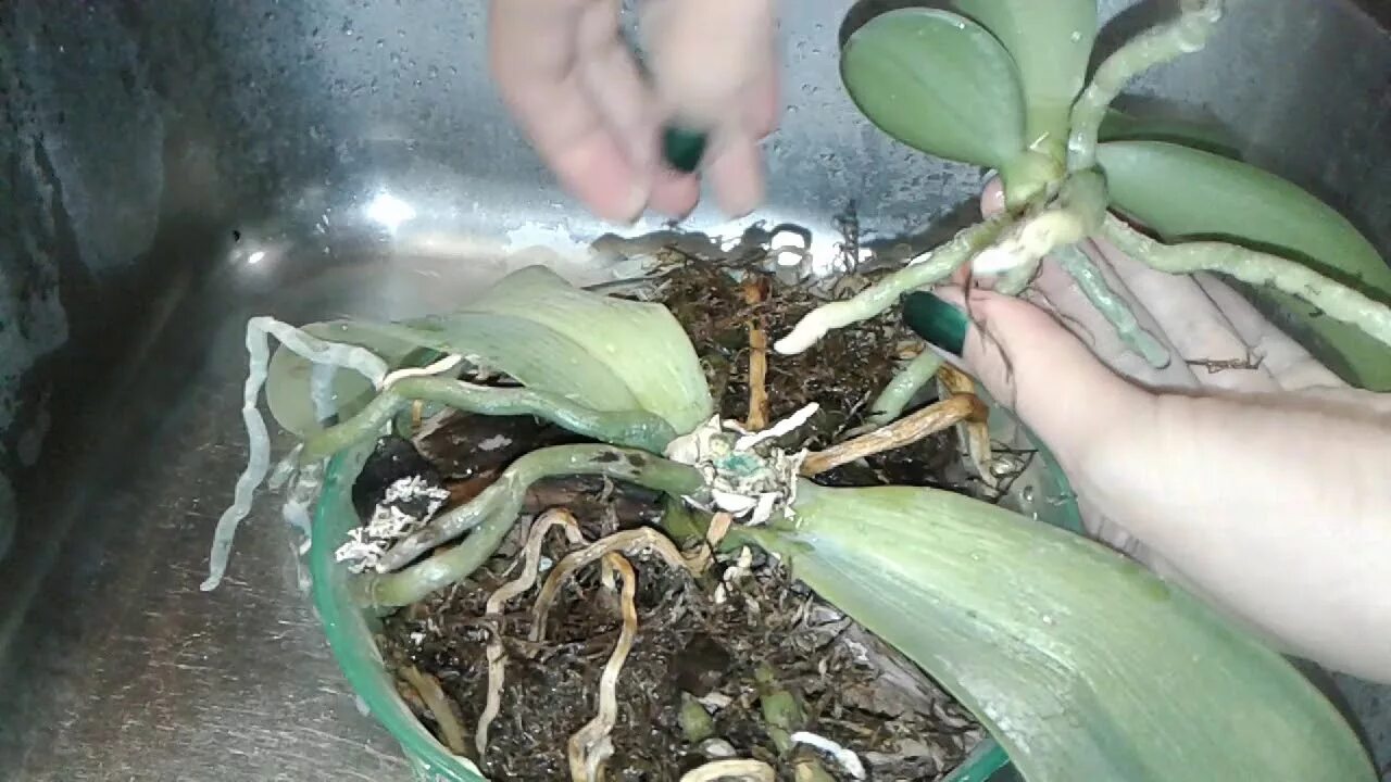 Детка орхидеи на корне. Детка орхидеи из пенька. Детки на корнях орхидеи. Детка от пенька корня орхидеи. Детки от пенька орхидеи.