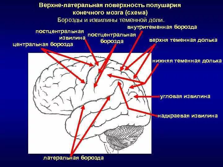 Борозда определение. Постцентральная борозда мозга. постцентральная борозда и извилина. внутритеменная борозда теменной доли. функции постцентральной борозды.