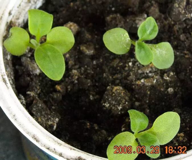 маттиола двурогая рассада. петунии, лобелия, алиссум. маттиола двурогая рассада. маттиола всходы рассада. левкой.